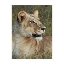 Lioness big cats safari greetings postcards