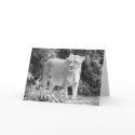 Lioness (black & white) cards
