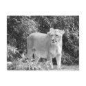Lioness (black & white) postcards