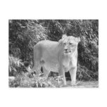 Lioness (black & white) postcards
