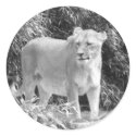 Lioness (black & white) stickers