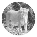Lioness (black & white) stickers