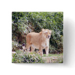 Lioness buttons