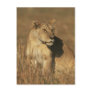 Lioness Camouflaged Post Cards