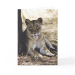 Lioness Greeting Card
