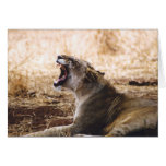 Lioness Greeting Card