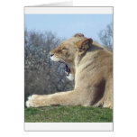 Lioness Card