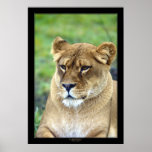 Lioness (Colour Version)