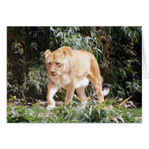 Lioness in Spring Card