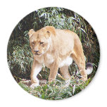Lioness in Spring magnets