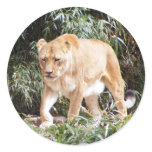 Lioness in Spring stickers