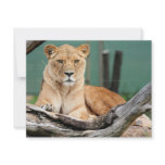 Lioness invitations
