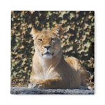 Lioness Magnet
