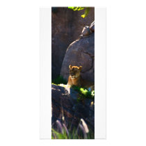 Lioness - Photo Card