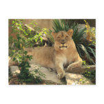 Lioness Postcard