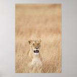 Lioness posters