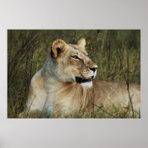 Lioness poster, print, image, photograph