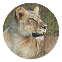 Lioness safari stickers - customise