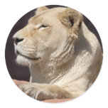 Lioness stickers