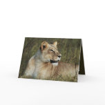 Lioness - wildlife safari greeting cards