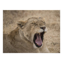 Lioness Yawning in Ngorongoro Crater, Tanzania Photo Art
