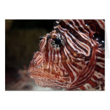Lionfish Card