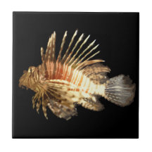 Lionfish in the dark tiles