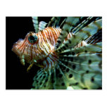 Lionfish Postcard