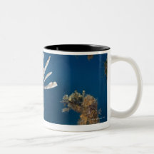 Lionfish (Pterois volitans) swimming over Coffee Mugs