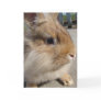 Lionhead Rabbit Cards