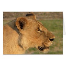 Lions Club, Lioness Intense (Katavi, Tanzania) Cards