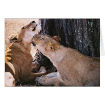 Lions in the Serengeti Cards