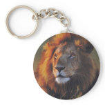 Lions in the Wild Gifts and Tees