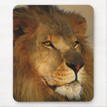 Lions in the Wild Gifts and Tees