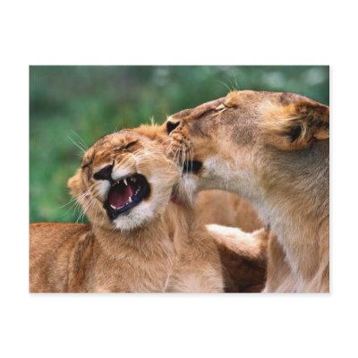 Lions in the Wild Gifts and Tees Postcards