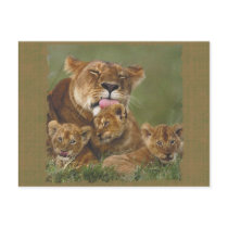 Lions in the Wild Gifts and Tees