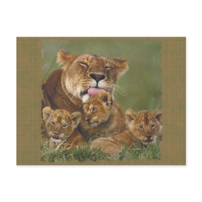 Lions in the Wild Gifts and Tees Postcard