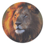 Lions in the Wild Gifts and Tees