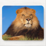 Lions in the Wild Tees, Cards and GIfts mousepads