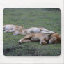 Lions Napping - Mousepad