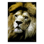 Lions only kill when they are hungry....(card)