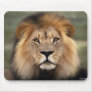 Lions Photograph Mouse Mat
