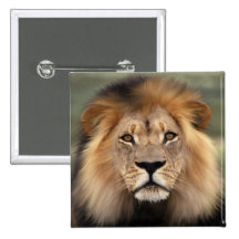 Lions Photograph Pin