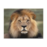 Lions Photograph Post Cards