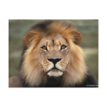 Lions Photograph Post Cards