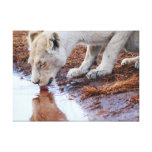 Lions reflection drinking water gallery wrapped canvas