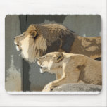 LIONS ROAR MALE / FEMALE LIONESS / LION MOUSE PADS