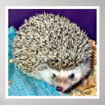 Lioti the hedgehog posters
