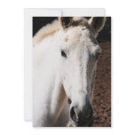 Lipizzaner Horse Invitation