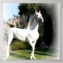 Lipizzaner White Horse Print